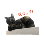 サビ猫わさびちゃん（個別スタンプ：37）