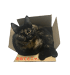 サビ猫わさびちゃん（個別スタンプ：39）