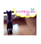 みやけさんちのいぬ（個別スタンプ：5）