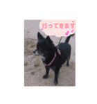 みやけさんちのいぬ（個別スタンプ：6）
