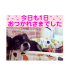 みやけさんちのいぬ（個別スタンプ：7）