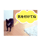 みやけさんちのいぬ（個別スタンプ：8）