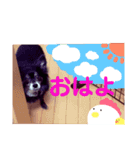 みやけさんちのいぬ（個別スタンプ：9）