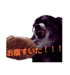 みやけさんちのいぬ（個別スタンプ：11）
