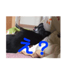 みやけさんちのいぬ（個別スタンプ：14）
