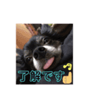 みやけさんちのいぬ（個別スタンプ：16）