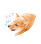 豆柴の吉之助1（個別スタンプ：8）