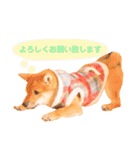 豆柴の吉之助1（個別スタンプ：11）