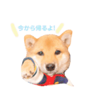 豆柴の吉之助1（個別スタンプ：15）