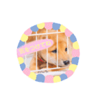 豆柴の吉之助1（個別スタンプ：17）
