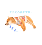 豆柴の吉之助1（個別スタンプ：21）