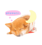 豆柴の吉之助1（個別スタンプ：22）