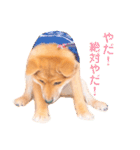 豆柴の吉之助1（個別スタンプ：24）