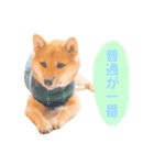 豆柴の吉之助1（個別スタンプ：32）