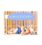豆柴の吉之助1（個別スタンプ：33）