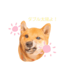 豆柴の吉之助1（個別スタンプ：37）