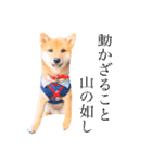 豆柴の吉之助1（個別スタンプ：38）