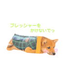 豆柴の吉之助1（個別スタンプ：39）