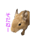デグーの「ちくわ」2（個別スタンプ：1）