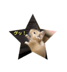 デグーの「ちくわ」2（個別スタンプ：4）