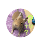 デグーの「ちくわ」2（個別スタンプ：5）