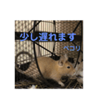 デグーの「ちくわ」2（個別スタンプ：6）