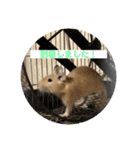 デグーの「ちくわ」2（個別スタンプ：7）