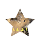 デグーの「ちくわ」2（個別スタンプ：10）