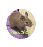 デグーの「ちくわ」2（個別スタンプ：12）