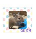デグーの「ちくわ」2（個別スタンプ：13）