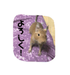 デグーの「ちくわ」2（個別スタンプ：14）