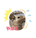 デグーの「ちくわ」2（個別スタンプ：15）