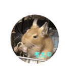 デグーの「ちくわ」2（個別スタンプ：17）