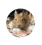 デグーの「ちくわ」2（個別スタンプ：18）