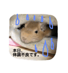 デグーの「ちくわ」2（個別スタンプ：19）