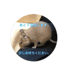 デグーの「ちくわ」2（個別スタンプ：24）