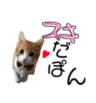 ぽんずすたんぷ（個別スタンプ：33）