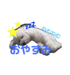 Latte Original 1（個別スタンプ：1）