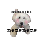 Latte Original 1（個別スタンプ：6）