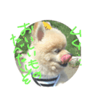 cookie stamp irodori（個別スタンプ：15）