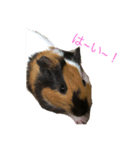 あきちゃん！はい！（個別スタンプ：1）