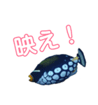 Diving わくわくスタンプ（個別スタンプ：19）