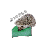 ハリネズミのもぐ＆チワワのりん（個別スタンプ：12）