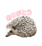 ハリネズミのもぐ＆チワワのりん（個別スタンプ：13）