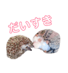 ハリネズミのもぐ＆チワワのりん（個別スタンプ：14）