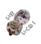 ハリネズミのもぐ＆チワワのりん（個別スタンプ：19）