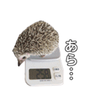 ハリネズミのもぐ＆チワワのりん（個別スタンプ：20）