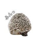 ハリネズミのもぐ＆チワワのりん（個別スタンプ：22）
