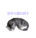 猫のトロ  スタンプ（個別スタンプ：1）