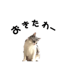 猫のトロ  スタンプ（個別スタンプ：3）